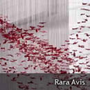 Rara Avis